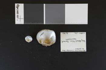 Media type: image;   Malacology 269860 Description: dry;  Aspect: Vi